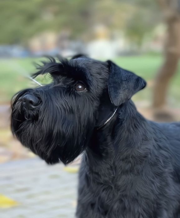 Цвергшнауцер. Доступне бронювання щенків