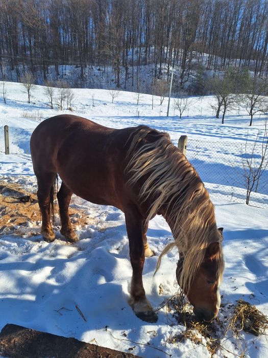 Кінь,спокійний жеребець 7 років