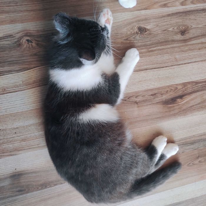 Віддаємо в хороші руки котика