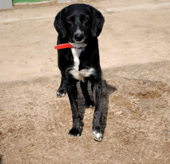 Wylękniony Pędzelek szuka domu