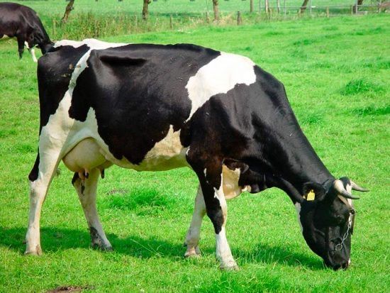 Продам  чорнорябу тільну телицю