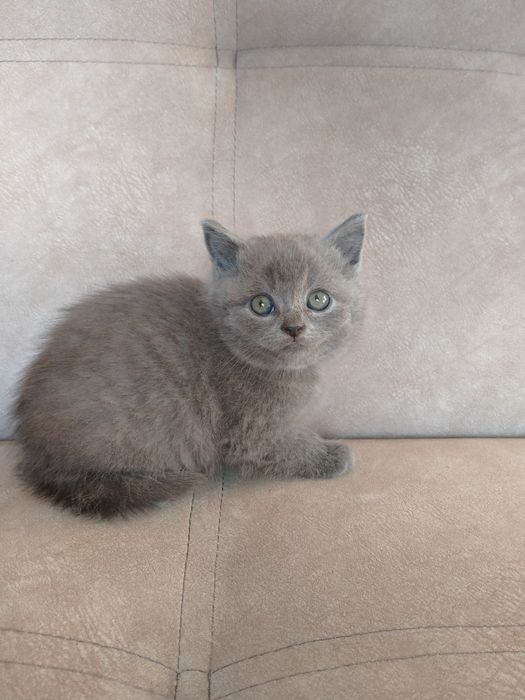 Британські малюки!