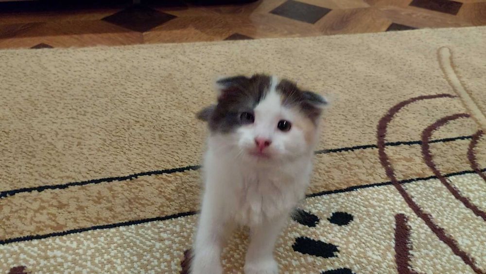 Кошенята в добрі руки