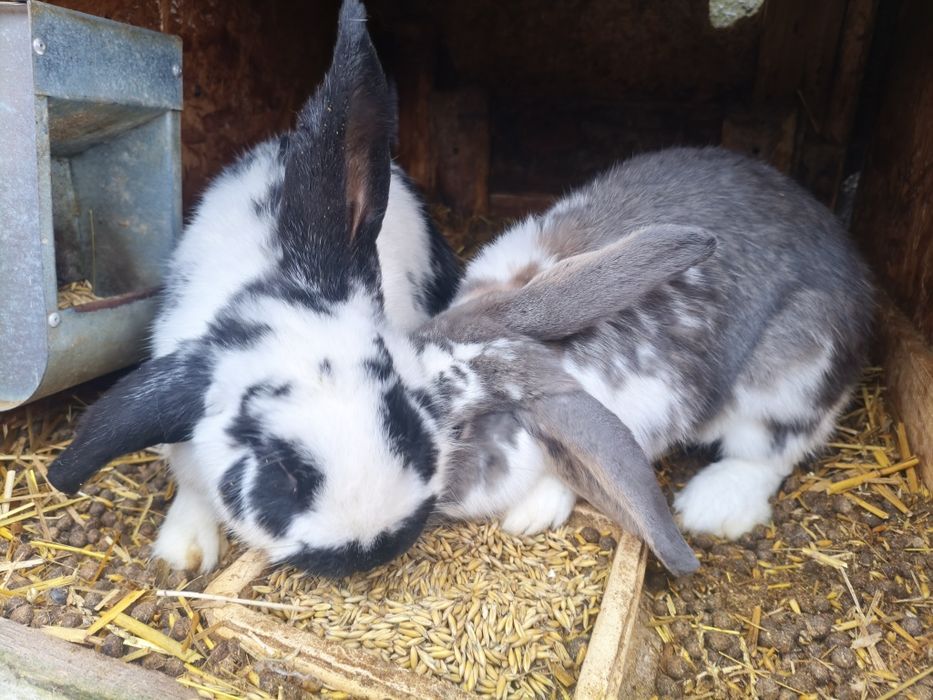 Króliki – zdrowe, domowe, eko karmione do dalszego chowu