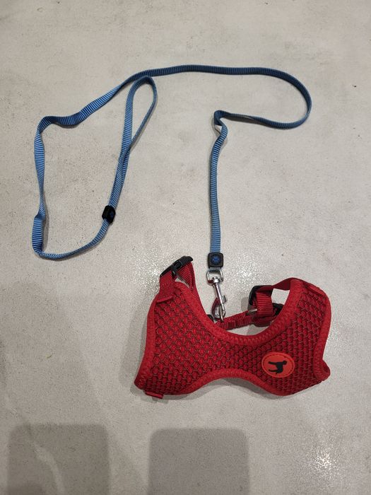 Szelki dla psa i smycz