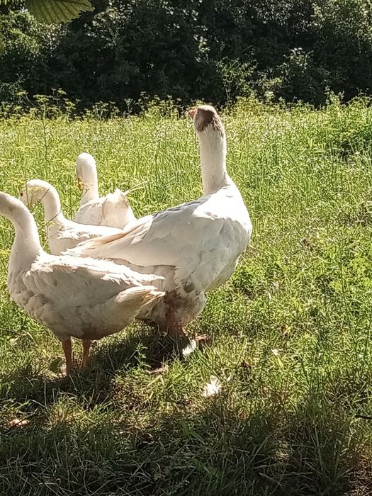 Dwie Gąski 2022 rok