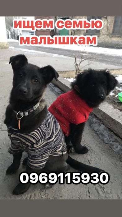 Цуценята в гарні руки / Щеночки в хорошие руки