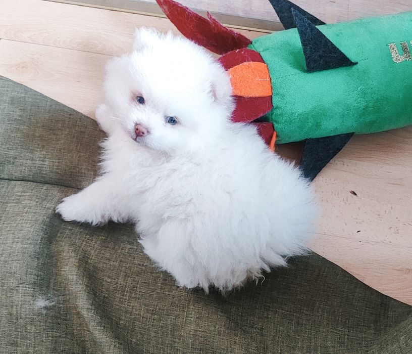 Білого кольору шпіц - симпатичные