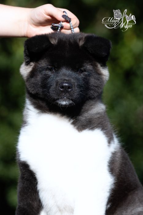 Американська акіта/ американская акита/ american akita