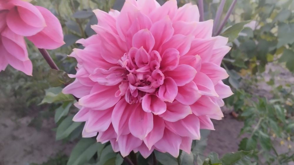 Продам  великоквіткові та кулеподібні жоржини.