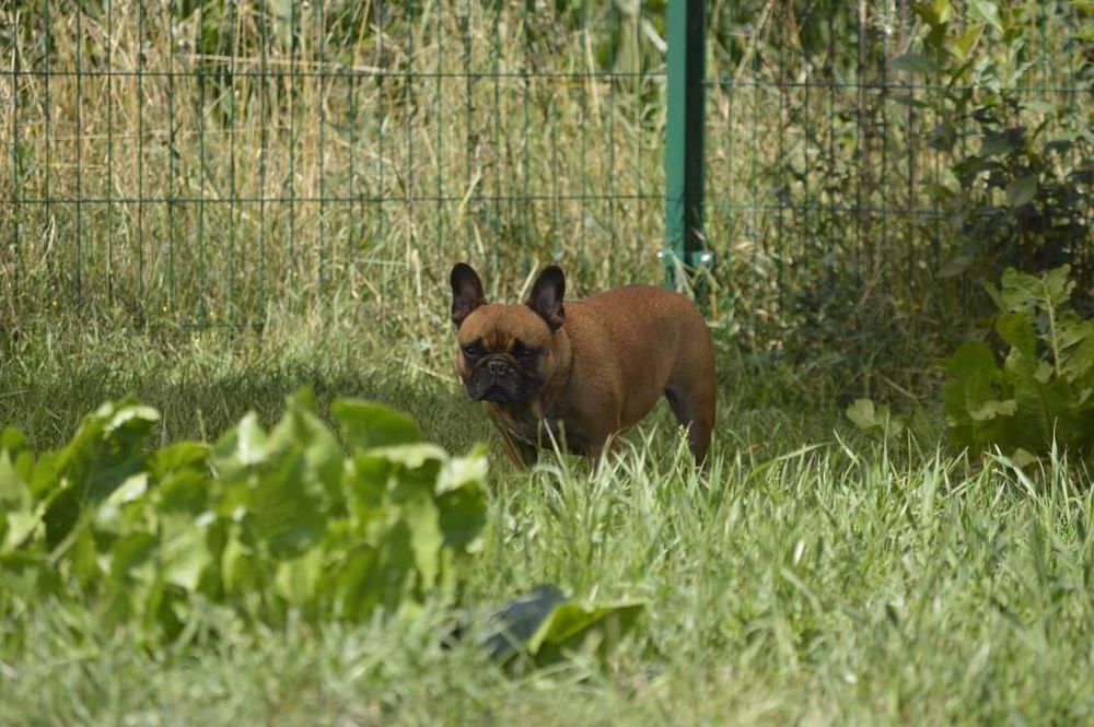 Oddam w dobre rece buldoga francuskiego