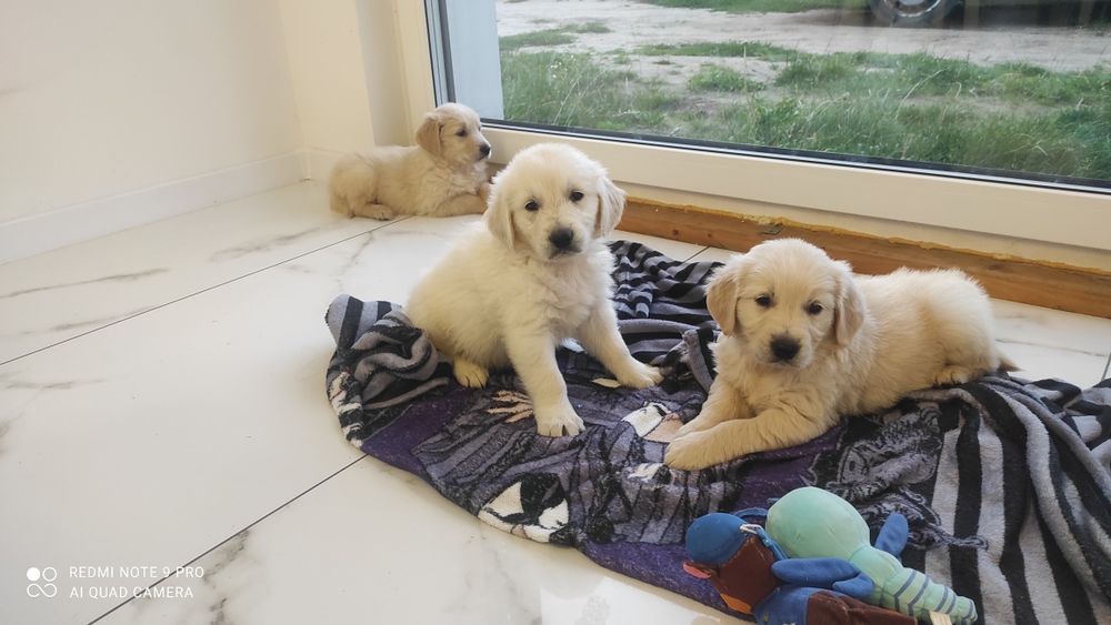 Golden retriever