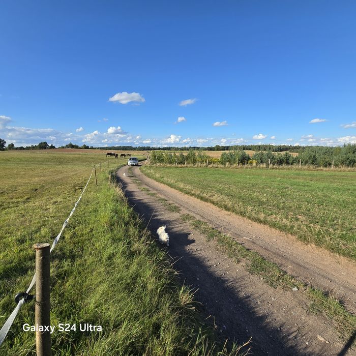 Atrakcyjna działka rolna zalesiona na sprzedaż w okolicach Gryfowa. - Widok 3