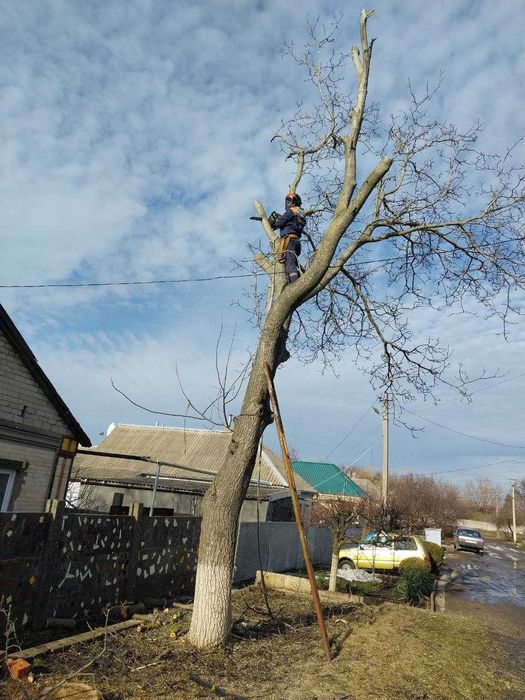Беcплатный спил деревьев