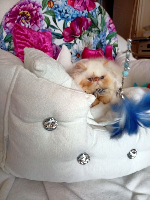 Pers, chłopczyk himalajski, rod. fpl FIFe