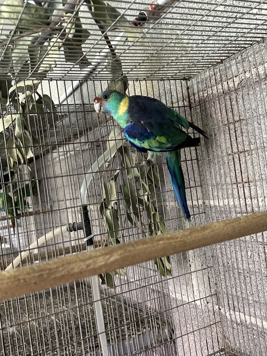 Varias aves para venda