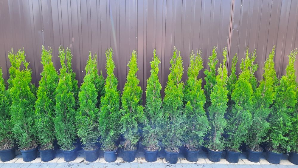 Tuja szmaragd 110-120 cm Thuja Smaragd na żywopłot Transport Sadzenie