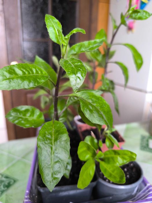 Джинуру листя бога