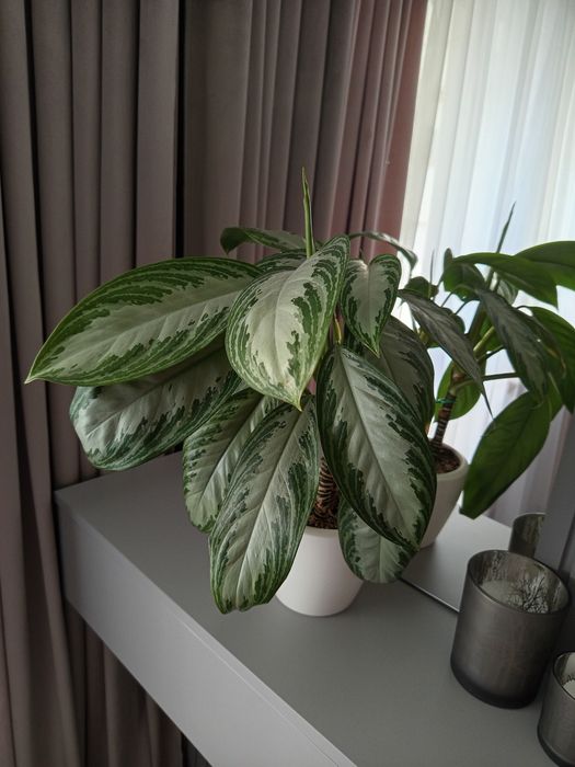 Syngonium Filodendron Scindapsus Epipremnum Hoya Monstera variegata sp