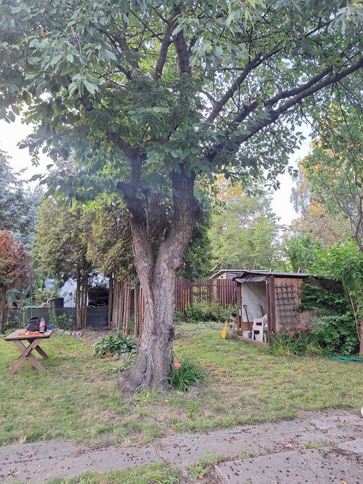 Działka ROD Augustówka 554m2