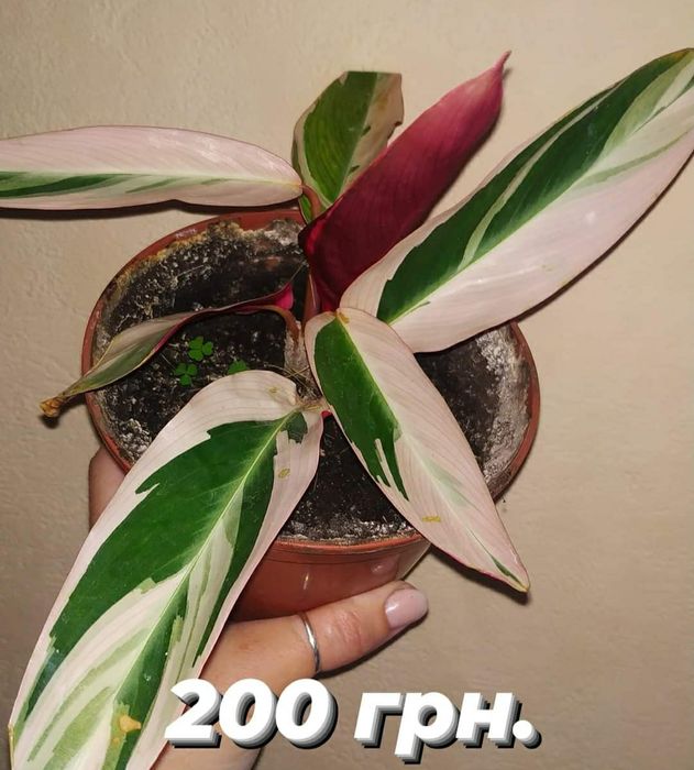 Кімнатні рослини, кімнатні квіти