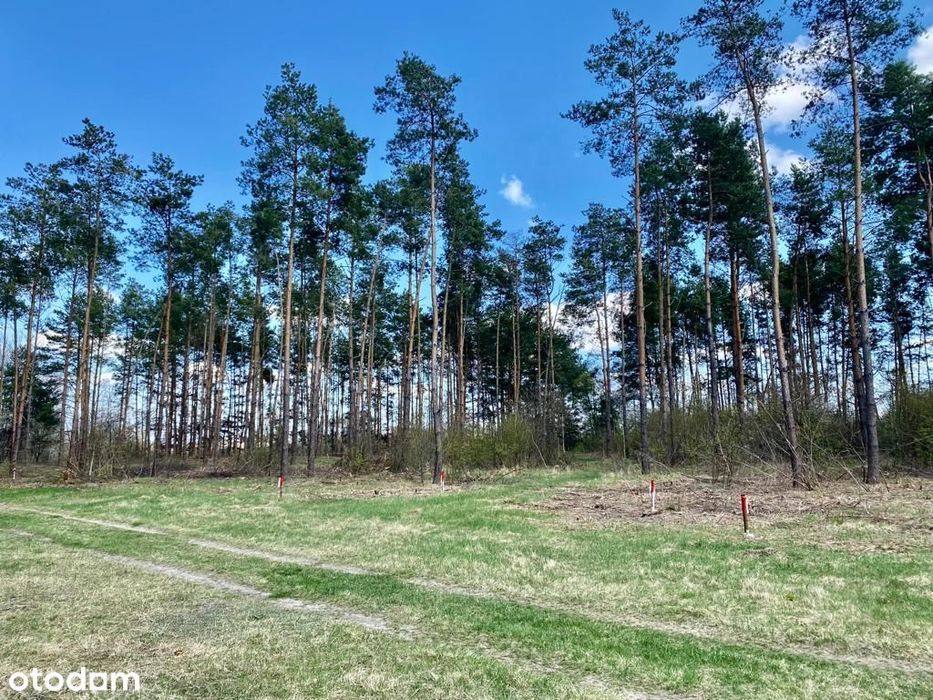 Działki rekreacyjne leśne - Widok 5