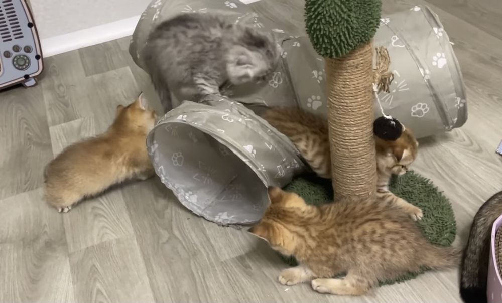 Вислоухие и прямоухие шотландские котята, мальчик и девочки