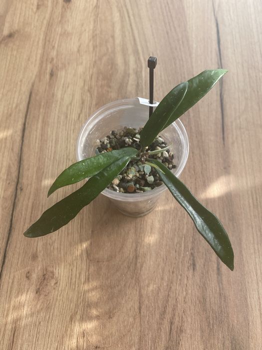 hoya minibelle #9 | hoja