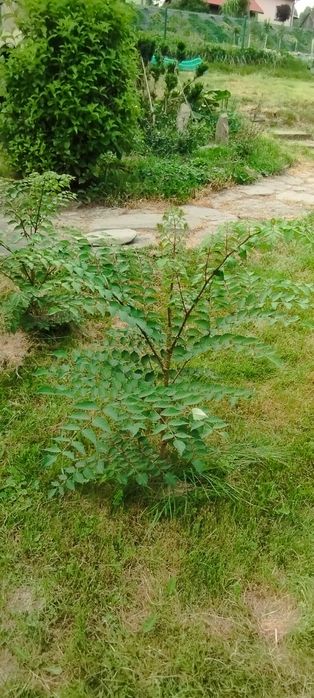 Drzewko egzotyczne - Aralia japońska sadzonki 90 - 100cm
