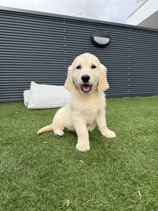 Golden Retriever lindo