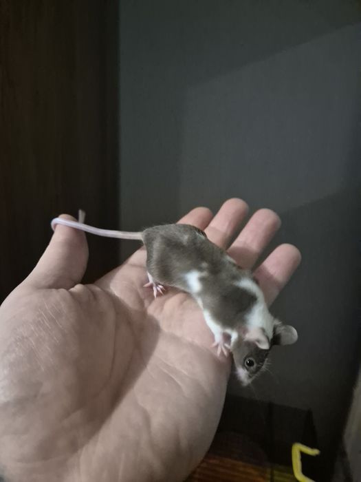 Myszy myszki duża ilość