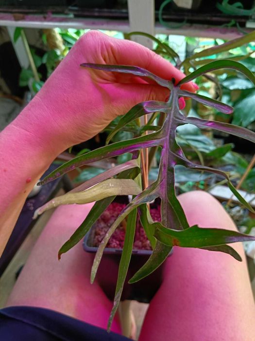 philodendron tortum-cięty szczyt