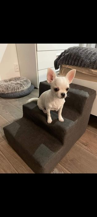 Міні сходинки для собак