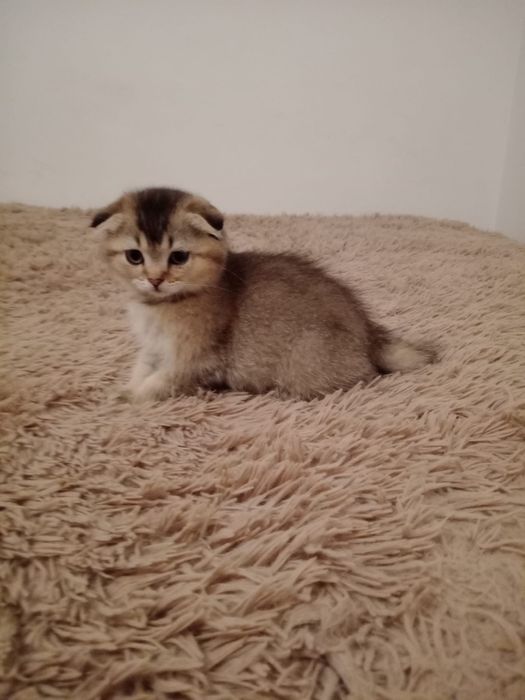 Scottish fold menino