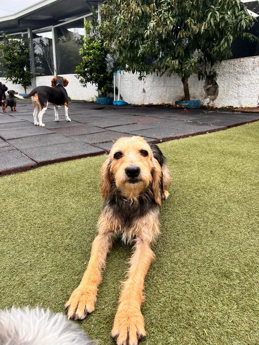 Menina para adoção responsável