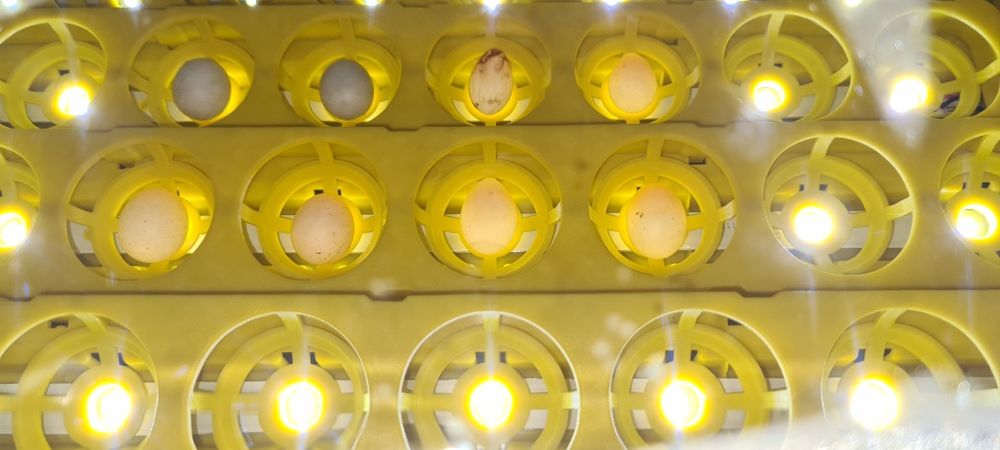 Chocadeira/Icubadora Incubato