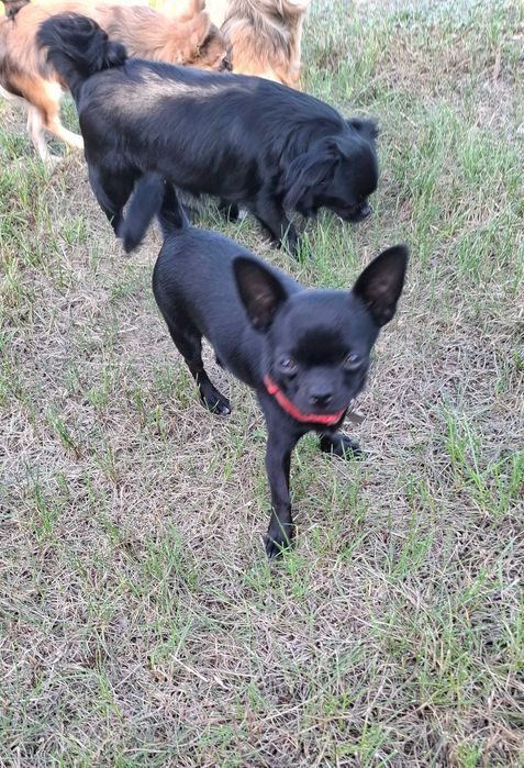 Chihuahua suczka, piesek odchowane 7 miesięczne piękne