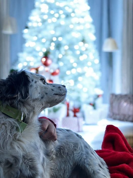 Bobby czeka właśnie na Ciebie!