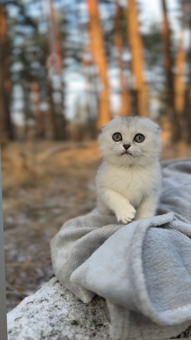 Срібна киця шотландська дівчинка шотландка висловуха