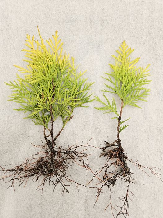 Tuja 'Amber Glow' - złota kulka