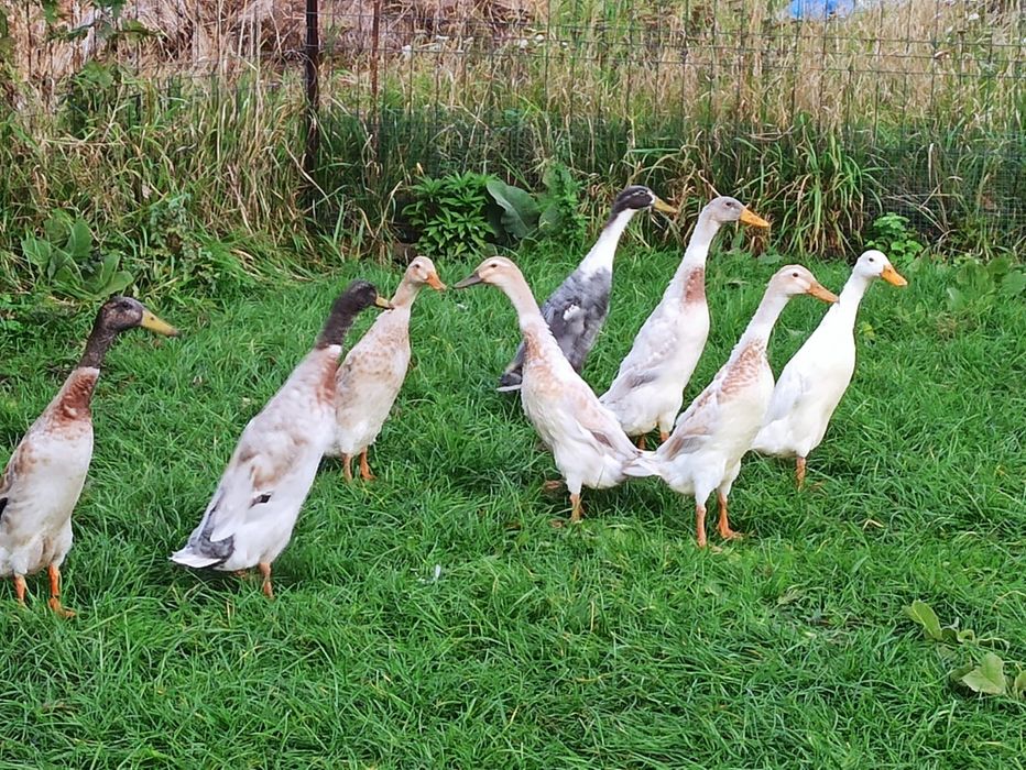 Sprzedam kaczki biegusy