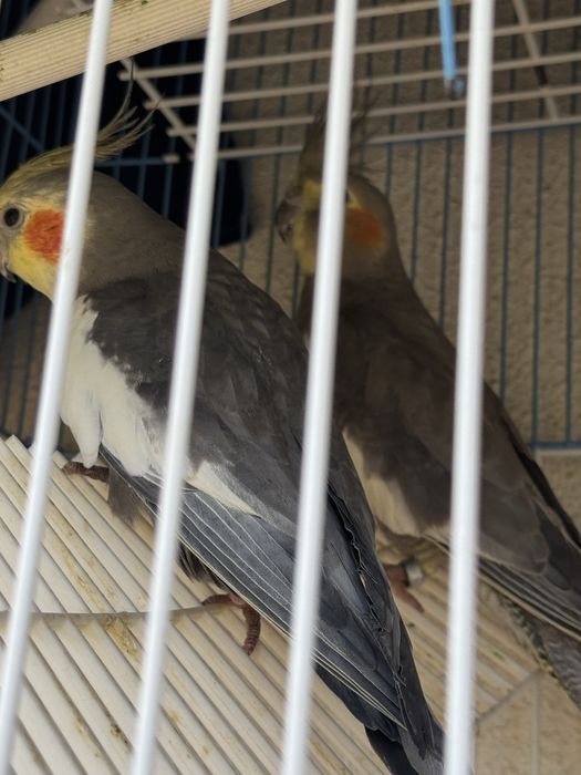 3 Caturras pra venda