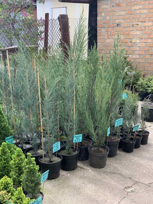 Туя Даніка, Міріям, Тедді, Хозері. Куляста, шаровидна західна туя.