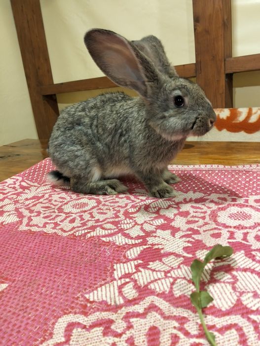 Кролі фландери змінять місце проживання