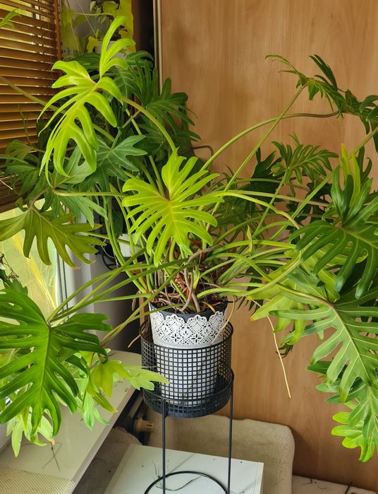 Filodendron Xanadu duży