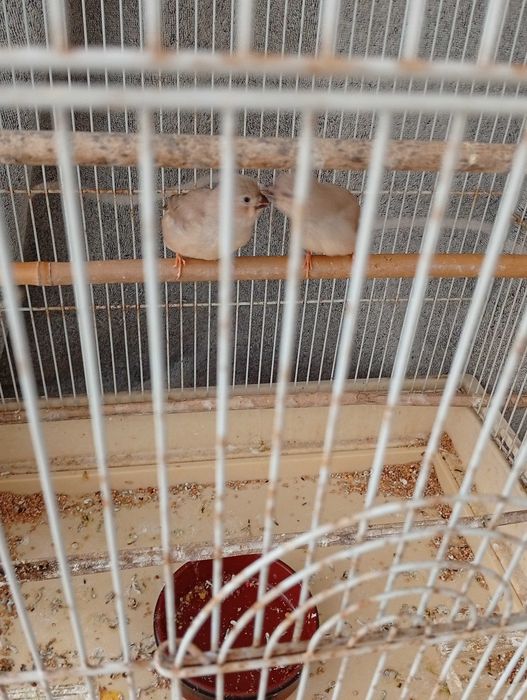 Vendo dois mandarins 8 euros cada um