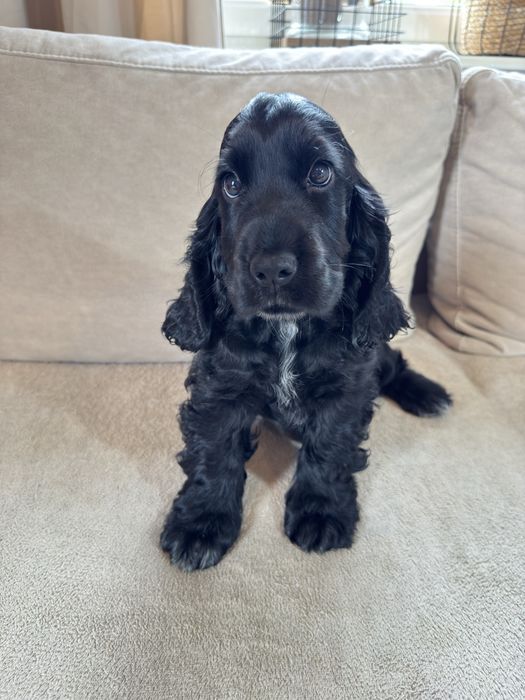 Rezerwacja - ROMEO - Cocker Spaniel Angielski
