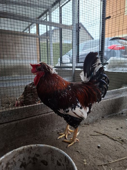 Kogut czubatka / koguty czubatki kury ozdobne