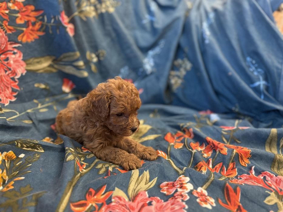 Той пудель на долоню