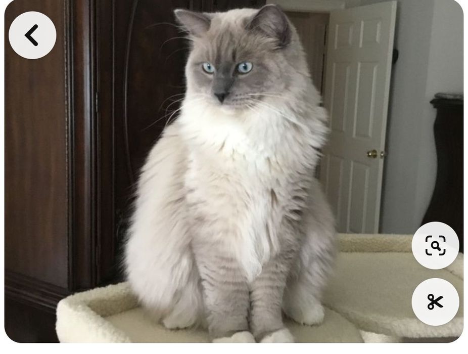 Ragdoll kotka Bi color RODOWÓD